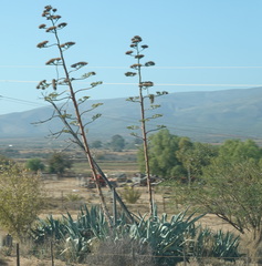 Agave americana