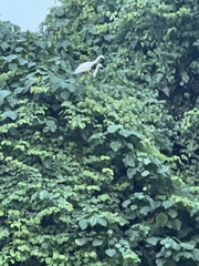 Egretta garzetta