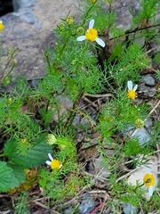 Tripleurospermum inodorum