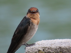 Hirundo tahitica