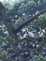 Egretta garzetta