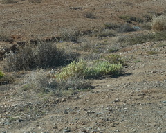 Atriplex lindleyi