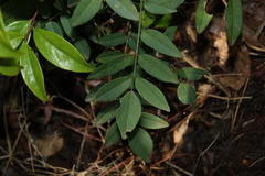 Derris involuta