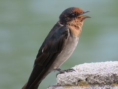 Hirundo tahitica