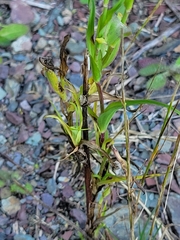 Tragopogon pratensis