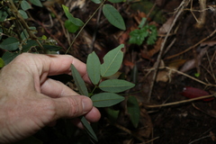 Derris involuta