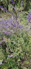 Salvia abrotanoides