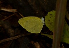 Eurema laeta