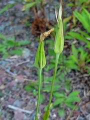 Tragopogon pratensis