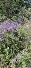 Salvia abrotanoides