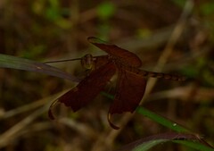 Neurothemis fulvia