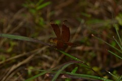 Neurothemis fulvia
