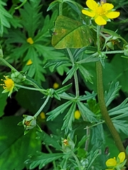 Potentilla argentea