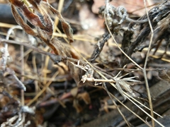 Empusa pennata