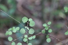 Coprosma crassifolia