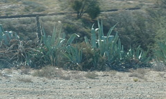 Agave americana
