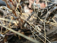 Empusa pennata