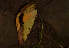 Ophiusa tirhaca