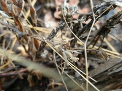 Empusa pennata