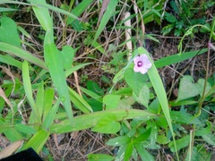 Ipomoea triloba