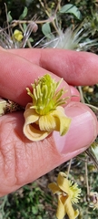 Clematis orientalis