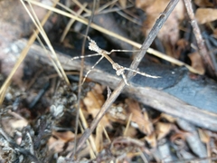 Empusa pennata