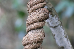 Wisteria