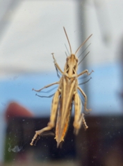 Chorthippus brunneus