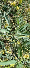 Clematis orientalis