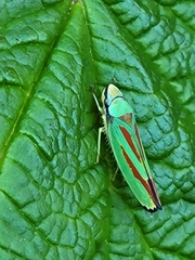 Graphocephala fennahi