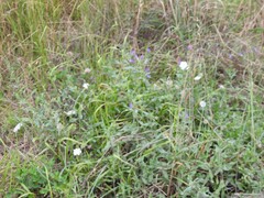 Echium rosulatum