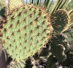Opuntia strigil