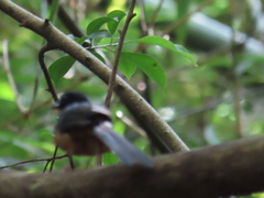 Copsychus malabaricus