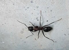 Camponotus