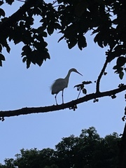 Egretta garzetta