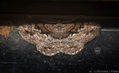 Hypomecis externaria