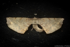 Parepisparis excusata