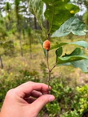 Disholcaspis spongiosa