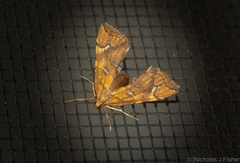 Musotima nitidalis