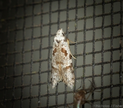 Oxythecta hieroglyphica