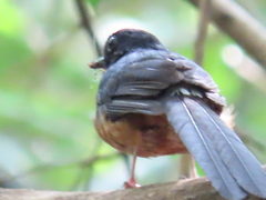Copsychus malabaricus
