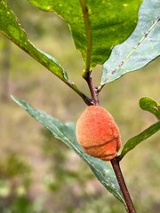 Disholcaspis spongiosa