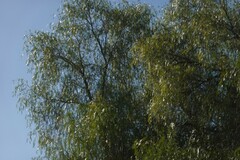 Schinus molle