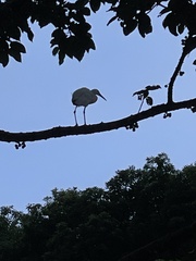 Egretta garzetta