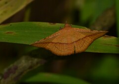 Striglina