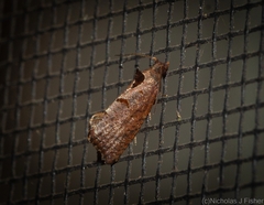 Glyphidoptera insignana