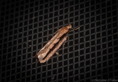 Leptocroca sanguinolenta