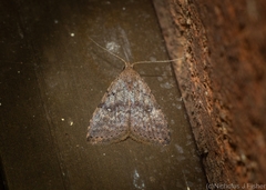 Tolpiodes oligolasia