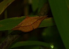 Striglina