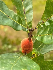 Disholcaspis spongiosa